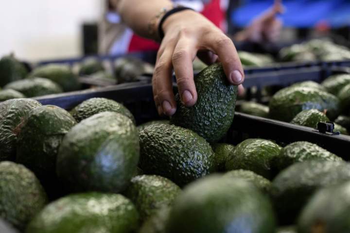 Canada’s avocado supply not impacted by U.S. pause on Mexico inspections