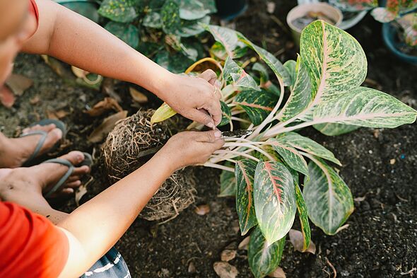 Gardeners urged to use bath and shower water on plants but warned over 24-hour rule