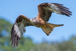 Horrifying update after protected bird of prey killed in ‘cruel and callous’ act