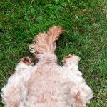 Not to cover mess – dogs kick grass after pooing for key reason