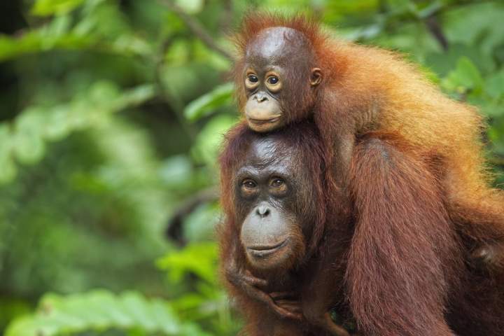5 baby orangutans rescued from suspected smuggling operation in India