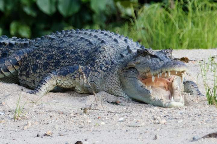 Australian crocodile habitat will be Olympic rowing venue in 2032 Games