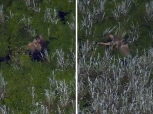 Florida DUI Suspect Drops Baby, Toddler in Gator-Infested Swamp While Fleeing Cops
