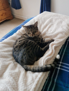Horror as missing cat’s severed tail is posted through heartbroken owners’ letterbox