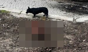 Horror for civilians trapped in Ukraine front line city where dogs are eating bodies