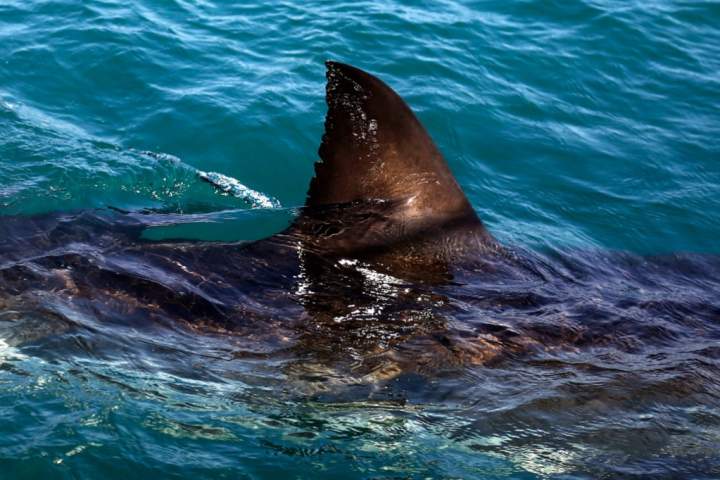 65-year-old woman killed in shark attack off South African coast
