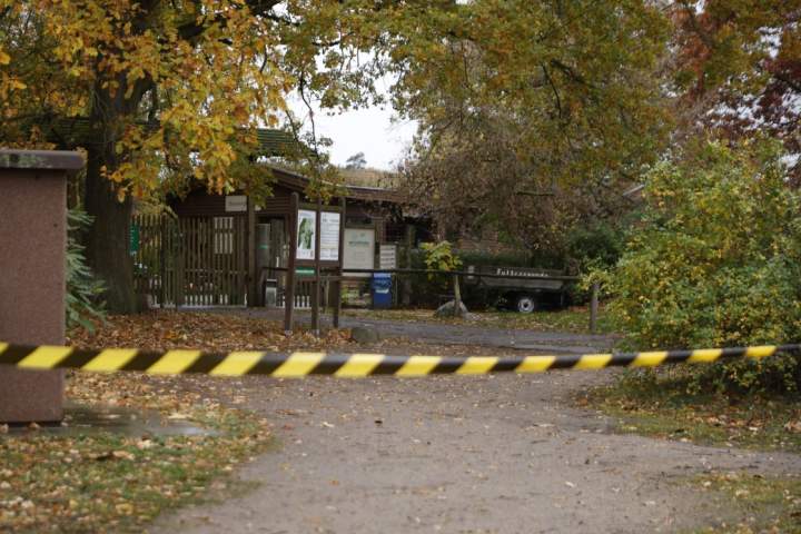 8-year-old severely injured in wolf attack inside German zoo enclosure