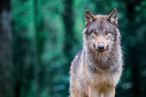 Child airlifted to hospital after being mauled by wolf in wildlife park