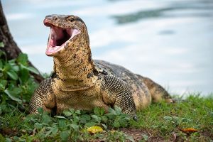 Horror as monitor lizard ‘gang raped in forest’ – 4 arrests after video found on phone