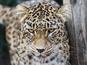 Horror as zookeeper in critical condition after ‘being mauled by panther’
