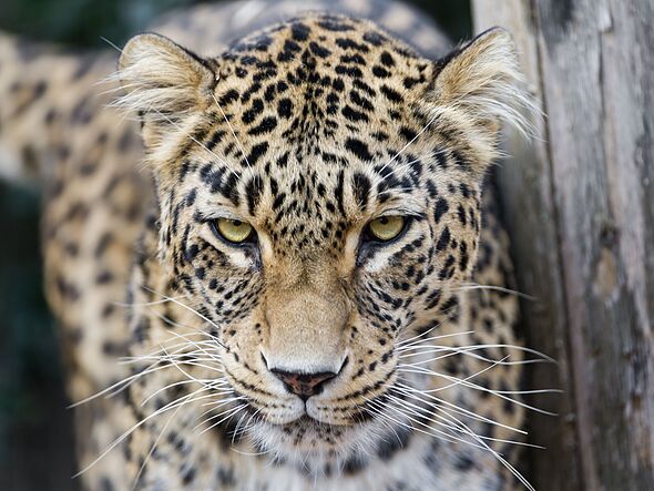 Horror as zookeeper in critical condition after ‘being mauled by panther’