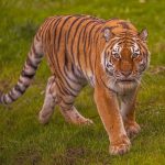 New details emerge on tiger’s condition after man dies at UK wildlife park