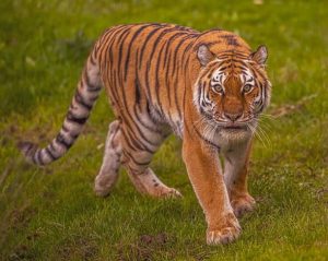 New details emerge on tiger’s condition after man dies at UK wildlife park