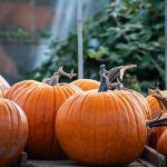 Supermarket shoppers warned as pumpkins and Christmas dinner face devastating blow