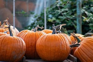 Supermarket shoppers warned as pumpkins and Christmas dinner face devastating blow